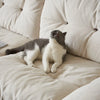 Pet Friendly Sofas