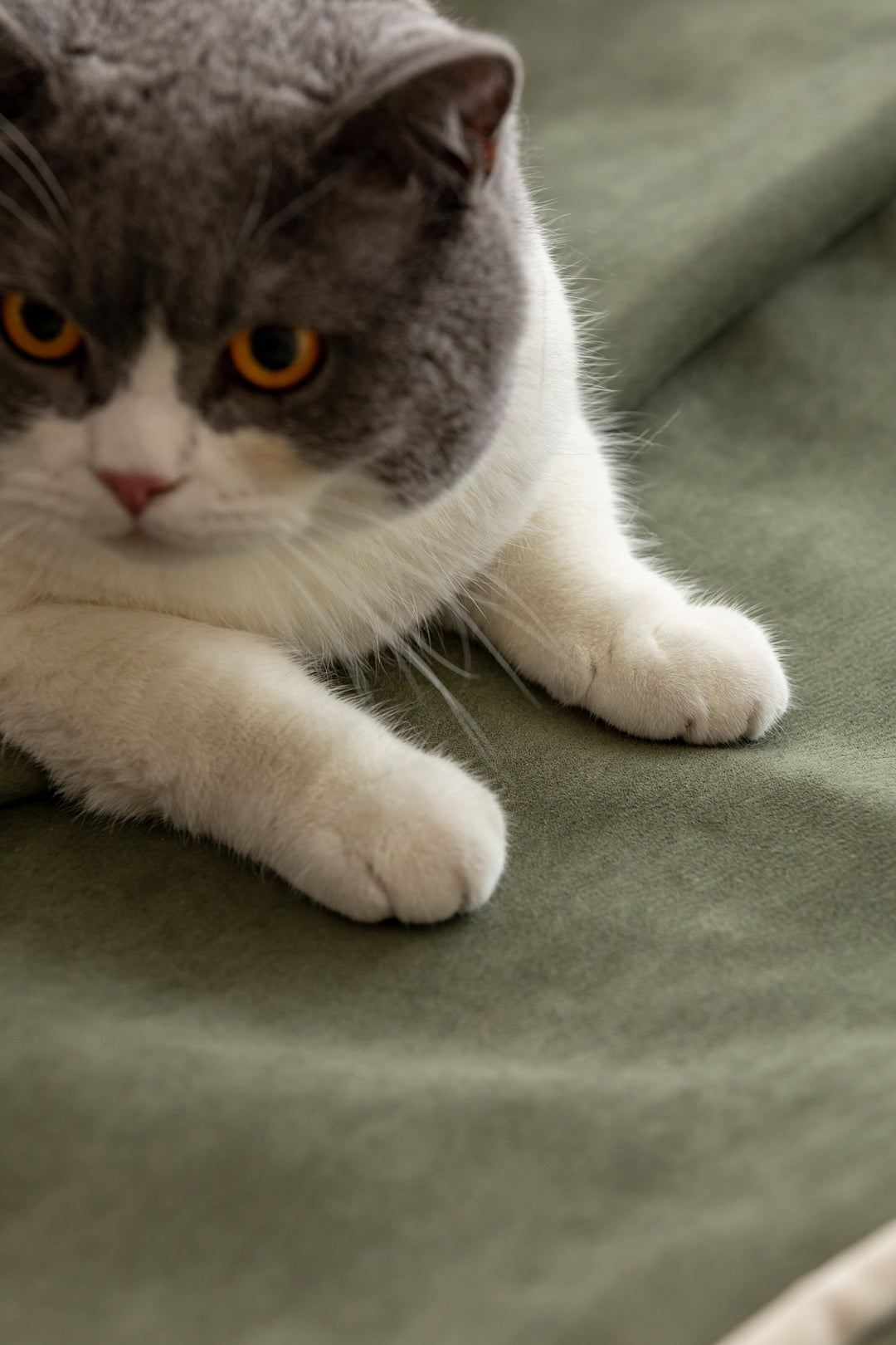 Pet-friendly green fabric chair with a cat resting on it, styled for Singapore homes, HDB flats, condos, and cosy living spaces.