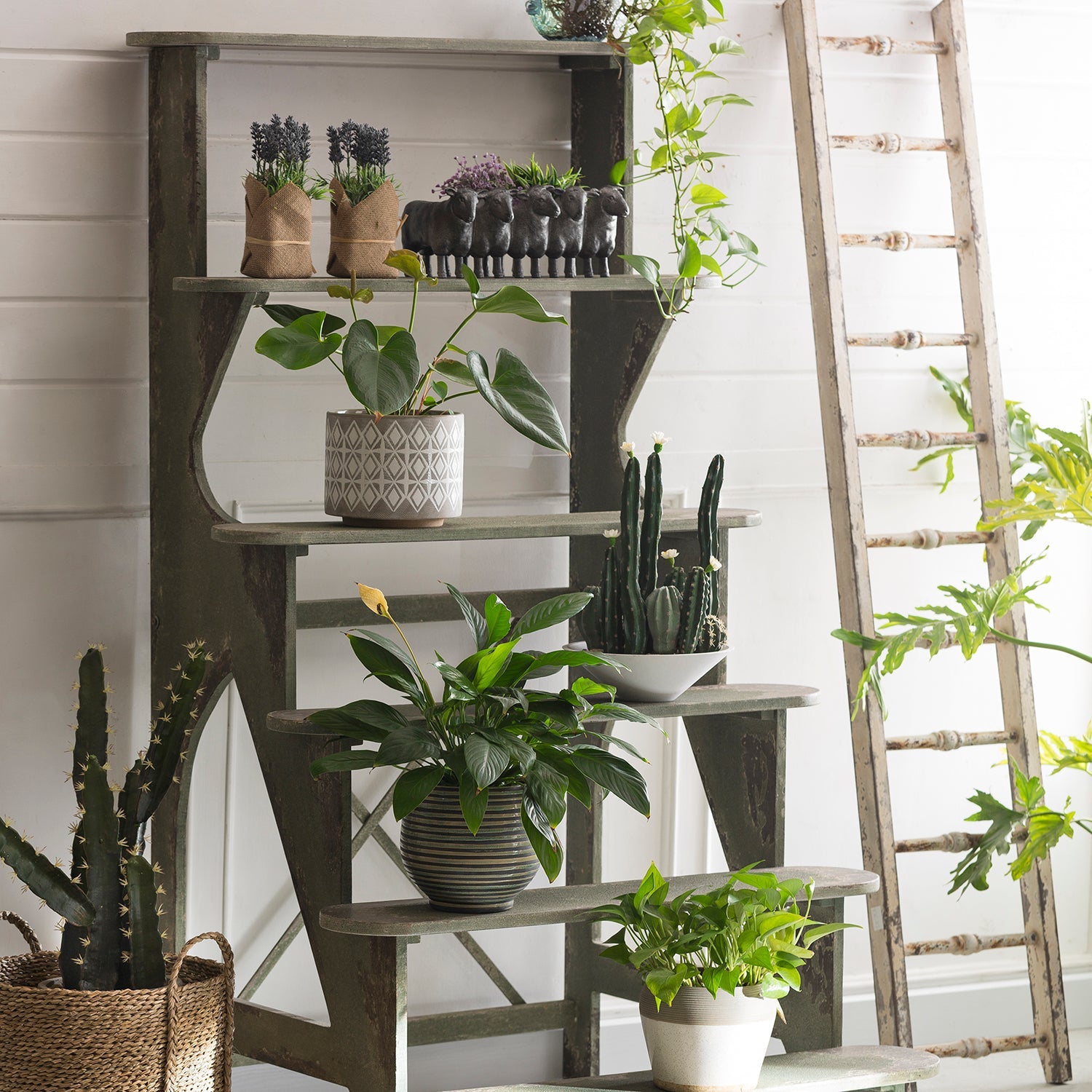 Decorative shelf with various houseplants, potted cacti, and rustic accents, adding greenery and charm to any interior space.